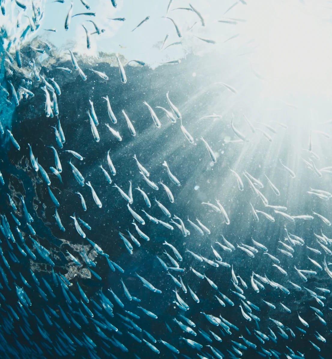 A school of small silver fish swimming through sunbeams under the water surface